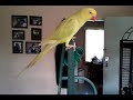 Lacey, my pallid Indian Ringneck playing with toys.