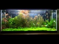 The amazing fish tank community