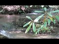 Mallard Ducks Quietly Feeding in Peaceful Stream