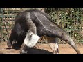 Anteater 💖 Ameisenbär