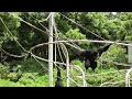 Siamang Gibbons 02 -  howling and performance