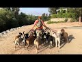 DOGEX is famous, Calm Pack Walk, Saying Hi To Friends