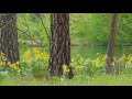 (7 hours) 4K Relax Video with Nature Sounds - Bowl and Pitcher Trail at Riverside State Park