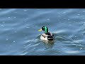 Bow River March 2020 - Fly fishing and Waterfowl