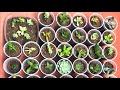 Interesting Succulent Unboxing, Lovely Succulent Cuttings