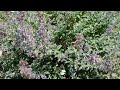 Butterflies love cat mint.