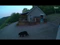 Black Bear Alarm