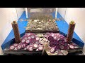 🤬CASINO MANAGER NEARLY “FIRED” AFTER DOING THIS! $500,000,000.00 BUY IN, HIGH LIMIT COIN PUSHER!