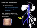 Hepatic portal system