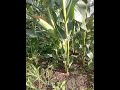 Corn field in India