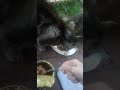 Feeding Adorable Cat's 😺🐾🐾 **They'll welcome here to come eat n go. 😻 -17/11/23-
