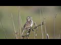 Song Sparrow, Campus Point, 2021-04-26