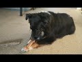 Scout chomping a nylabone