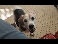 Wiggle waggle diapered Beagle boy