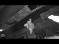 Edmonton Downtown Burglar 2019 April 18th