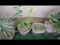 Growing Lemon Trees from Seeds, Day 404