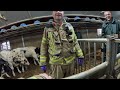 Calf in the pit - VOLUNTEERS DUTCH FIREFIGHTERS -