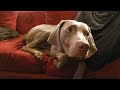 Pete Townshend - Sleeping Dog - Holder The Weimaraner