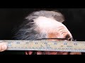 Painting an Elderly Man | Timelapse | Episode #179