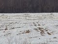 Thousands of Snow Geese