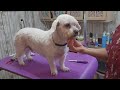 Pet grooming, Mixed breed dog,#5 blade