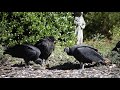 Vultures Tearing a Carcass Apart