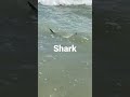 Mysterious shark encounter in Myrtle Beach 5 Ft Shark in 2 ft of water