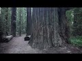 Ride of Your Life: (Giant Redwoods), Sand Dunes, and Ocean Views