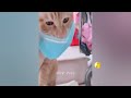 FUNNIEST CAT AND DOG VIDEOS 2023 #32
