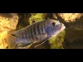Beautiful Relaxing African Cichlids