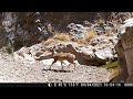 Camara trampa pumas y venados