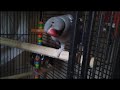 Clever Grey Indian Ringneck talking about food.