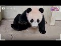 (SUB) Korea Baby Twin Pandas Meeting 'Kung Fu Panda 4'🐼│Panda World
