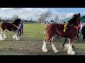 GRAND PARADE 100s of HORSES! National Shire Horse Show in ENGLAND (Episode 11) Apollo The Shire