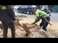 GEGER di dalam kayu ada barang mahal tebang pohon Angsana pakai chainsaw stihl