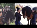 Riding a Swedish Ardennes Draft Horse Stallion in Sweden