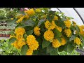 Thu hoạch hành lá,rau muống, cải.Top những loài hoa đẹp / Cuoc Song Malaysia - Ngocmo family 0061