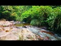 Sound of river water for Sleeping, Sounds with Birds Chirping, relax, Relaxing Nature Sounds | 4K