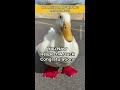 How to Pick Up a Duck (part 8)