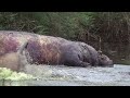 CROC ATTACKS LIONS