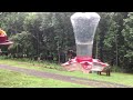 Hummingbird Feeding Slow Motion