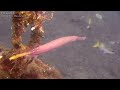 Diving in Lembeh Strait (muck diving)