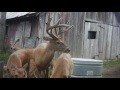Time Lapse Antler Growth of Whitetail Deer - See How Fast Antlers Grow