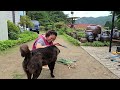 A mountain village full of food ingredients! A summer meal of memories