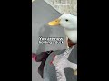How to pick up a duck (part 5)