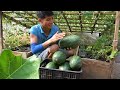 World's Most Expensive Watermelon, Growing watermelon hanging hammock on the bed for sweet fruit