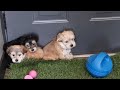 Morkie Puppies Playing   SD 480p