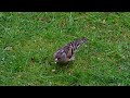 Female Brambling on my lawn