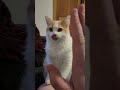 Taught my cat to high five.