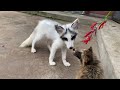 The fox 🦊 and the little bear 🐻 have become good friends—so cute and interesting! 🦊🐻🥰😘❤👍👍👍